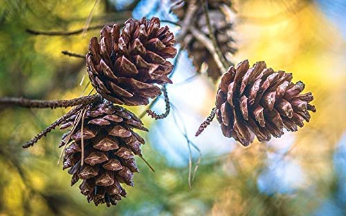 ROSEVILLA RiTrue - Jumbo Chilgoza Pine Nuts with Shell - 100 Gm - Organic Chilgoza Nuts | Exotic | Vegan | Raw