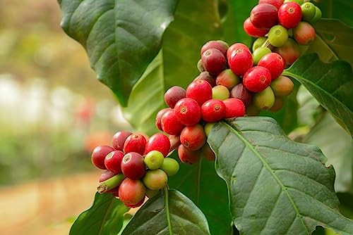 12.5-Pound Guatemala Antigua (Unroasted Green Coffee Beans) Premium Arabica Beans Central America Fresh Current-Crop Beans For Home Coffee Roasters, Specialty-Grade Coffee Beans Good Long-Term Storage #TOP2