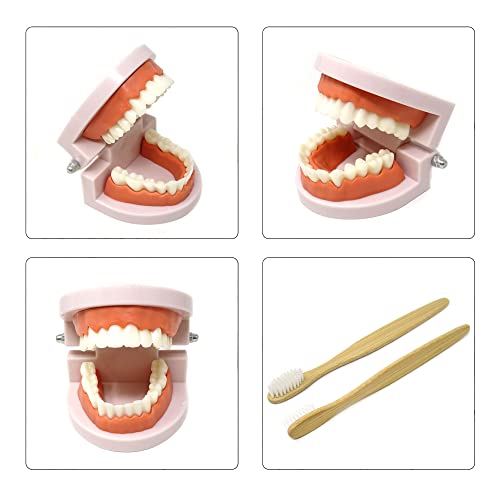 Image of Honbay 1PCS Plastic Standard Teeth Model Adult Mouth Dental Demonstration Model with Toothbrush for Teaching Supplies and Clean Display