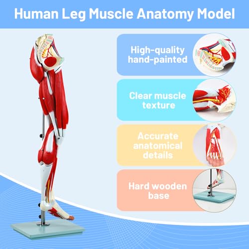 Image of JNMFTD Human Leg Muscles Anatomy Model, 45in Life Size 14 Parts Lower Limbs Removable Arteries Nerves Bones Veins Tendon Foot with Product Manual Wooden Base for Study Teaching Medical Educational