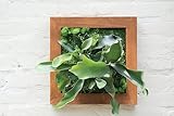 SuperMoss (90471 Mounted Fern Kit DIY - Create Your Own Living Wall Art, Customizable Wooden Frame with Moss, Ideal for Indoor & Outdoor Plant Decor, Kitchen, Balcony, & Home Office, 6” x 6”, Natural