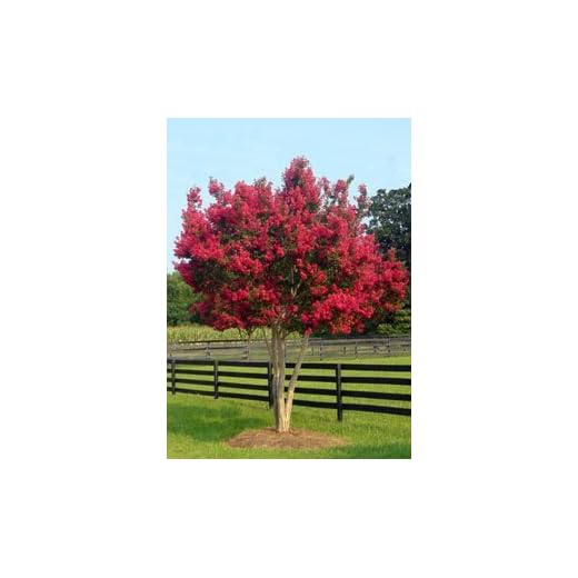 Large Flowering Crape Myrtle Tonto