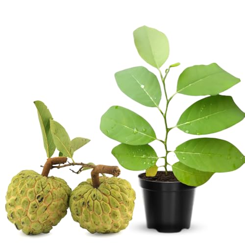 Annona Squamosa Tree Live Plant, 8 Months Old Tropical Sugar Apple Plant Live, 7-12” Tall Include Pot, Sugar Apple Fruit Tree for Outdoor Planting Zones 9-11