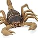Safari Ltd. Scorpion Figurine - Detailed 7.5