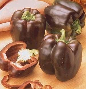 Pepper Sweet Chocolate Beauty Bell Great Heirloom Vegetable By Seed Kingdom Bulk 1 OZ Seeds