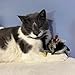 SPOT Birds of a Feather Catnip Toy for Cats – Interactive Plush Toy for Swatting, Pouncing, and Chasing – 6in, Assorted Styles