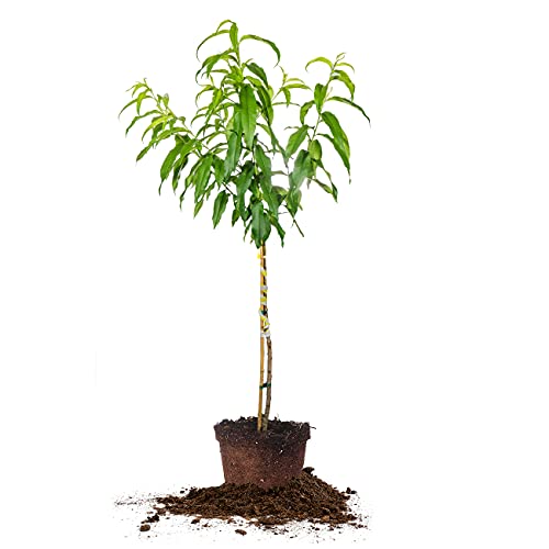 Perfect Plants Flordaking Peach...