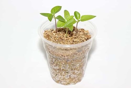 Experience Superior Plant Growth with Gardenera Half and Half Mix of Perlite and Vermiculite - Nature's Best for Optimal Nutrient Retention - 3 Quart - Thumbnail 3