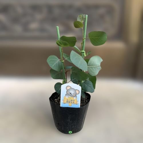 ユーカリ ポポラス 苗」の人気商品一覧 | 安い商品を通販サイトから