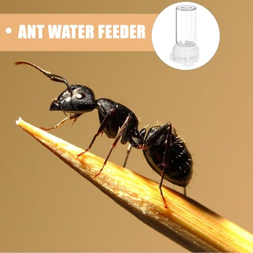 Garneck Mini Ameisentränke Und Futterspender Set – 2 Stück 10 Ml Transparente Kunststoff Ameisenfarm Zubehör Für Optimale Wasser- Und Nahrungsversorgung in Ihrem Ameisennest