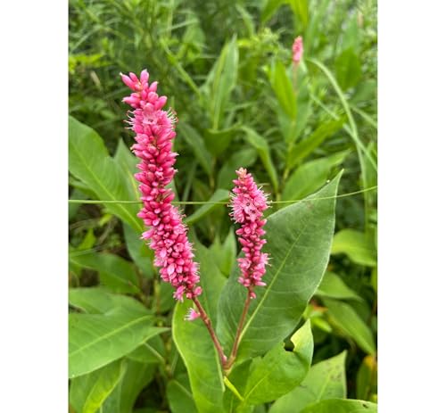 Polygonum Amphibium | Water Smartweed | Bareroot | Live Plant | Native Wetland Plant | Freshly Collected (10)