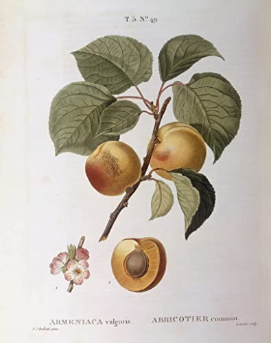 Poster Prunus armeniaca pour une décoration de salon vintage élégante