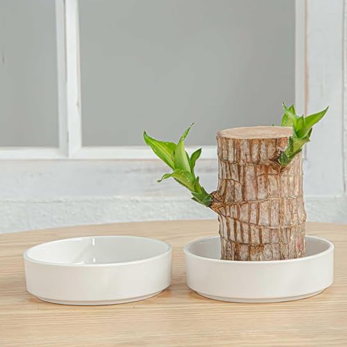 2 bandejas de madera brasileña para plantas, platillo de cerámica para plantas, platos de agua de mesa de interior, para cocina, baño, sala de estar, dormitorio universitario