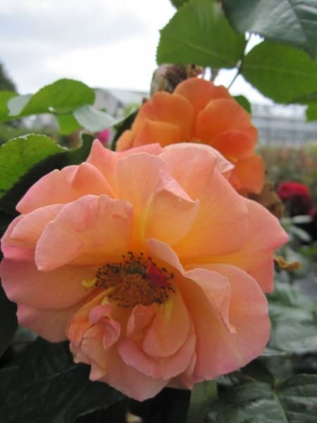 Strauchrose Arabia - Rosa Arabia - dunkelorange - Tantau-Rose