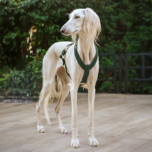 EDEL&SCHNELL Whippet Galgo Greyhound Windhund Hundegeschirr verstellbar dunkelgrün Größe XL Geschirr für große Hunde aus Samt
