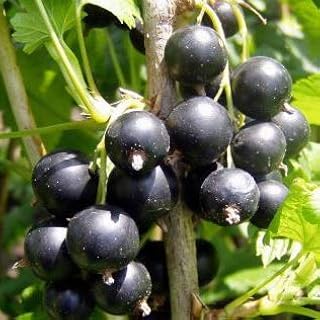 Plant theory Jostaberry Bush 3L Pot Ribes Nidigrolaria Gooseberry and Blackcurrant Hybrid