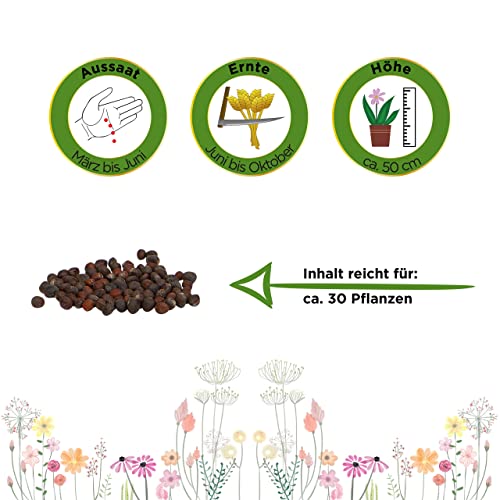 Brokkoli Samen Ramoso Calabrese für den eigenen Garten