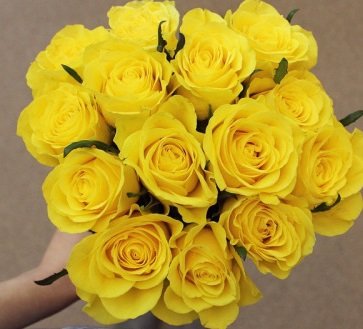 100 Mother's Day Farm Fresh Yellow Roses By Justfreshroses #TOP4