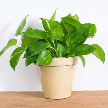 100pcs Money Plant Seeds