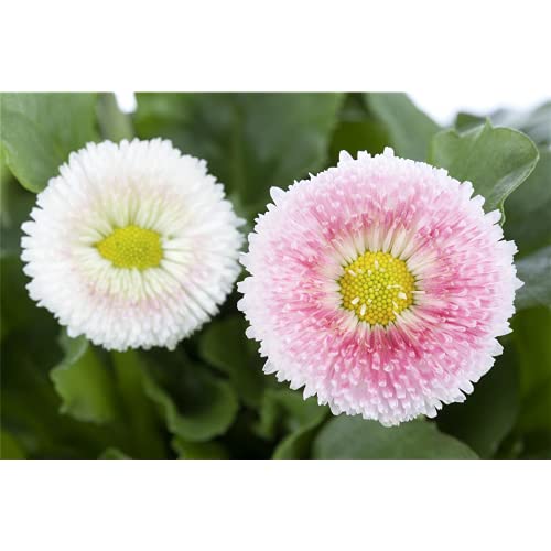Gänseblümchen Samen von Sperli 85368 für Wiesengänseblümchen