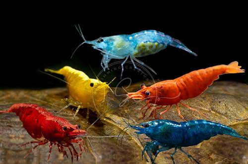 Swimming Creatures 20 Premium Mix Shrimp