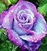 Saavyseeds Rose Bush Terradoga Rose Seeds - 11 Count - October 2014 Harvest