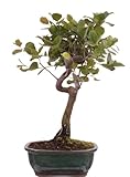 Bonsai-Shopping