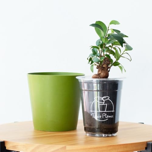 �y�y���g��Ȃ��ϗt�A���z�e�[�u���v�����c(Table Plants)×COLOR POT SET (�O���[��×�K�W���}��)
