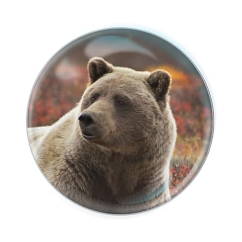 Magnidome Aimant de réfrigérateur en verre pour enfants Motif ours grizzly