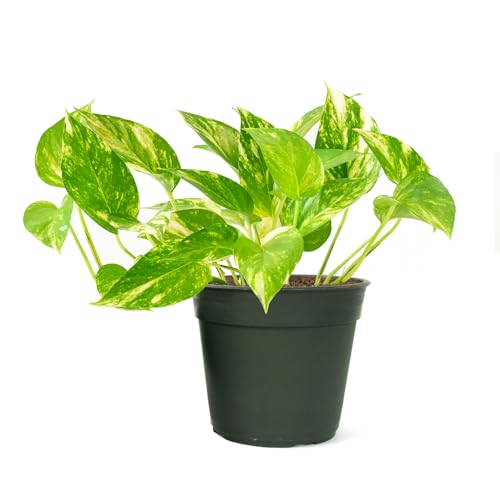Image of American Plant Exchange Golden Pothos 4-Inch Pot - Easy-Care Trailing Houseplant, Air-Purifying Vine for Home & Office, Low-Maintenance Indoor Plant for Hanging Baskets & Shelves