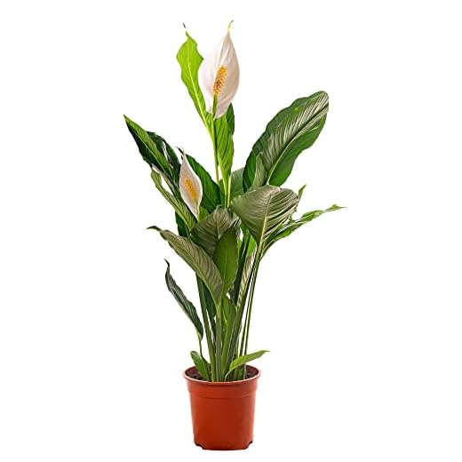Spathiphyllum, grande plante d'intérieur, purifie l'air de votre maison.