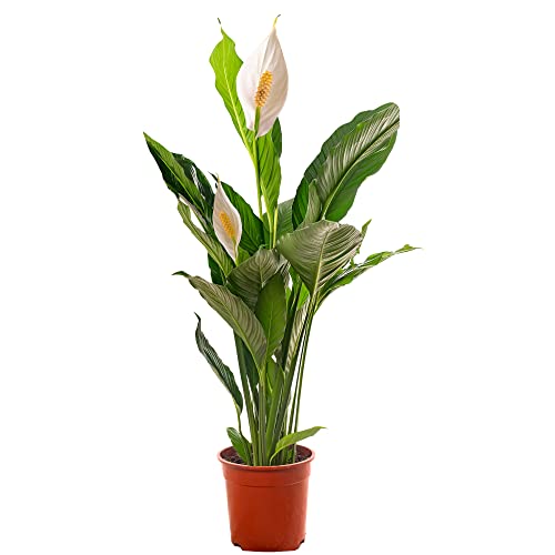 Spathiphyllum Friedenslilie, große Zimmerpflanze, reinigt die Luft in...