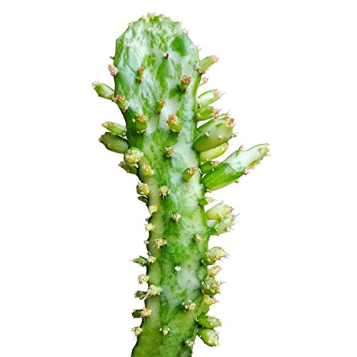 Variegated Joseph's Coat Cactus (4 Inch) #TOP15