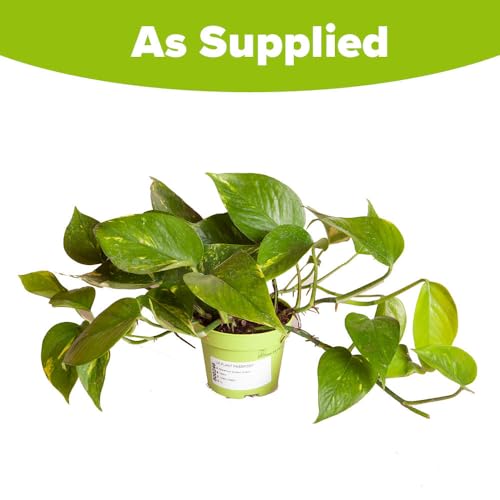 YouGarden Epipremnum pinnatum 'Aureum' in 12cm Pot, Devils Ivy, Supplied as an Established Plant, Hanging House Plant for Indoors, Offices and Homes