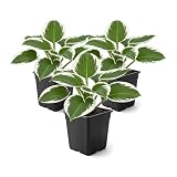 Live Perennial Hosta - Patriot (3 Plants Per Pack) Beautiful Accent Plant, 10' Tall by 4' Wide in 1 Qt Pot