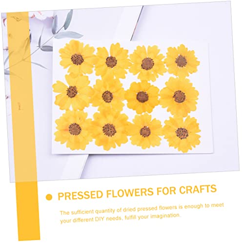 Flores prensadas Daisy 24 piezas para manualidades DIY miniatura 7