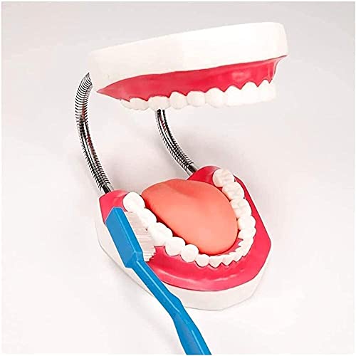 Modèles anatomiques de dents WXKAGF avec brosse d'apprentissage