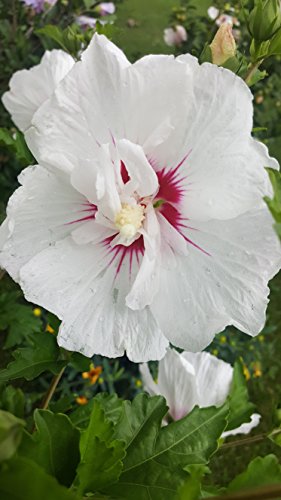 First Editions - Hibiscus Syriacus Bali (Rose Of Sharon) Shrub, White Flowers W/Red Eye, #3 - Size Container #TOP2