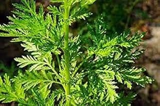 Genipap 1000 Artemisia annua Plant Seeds Green.