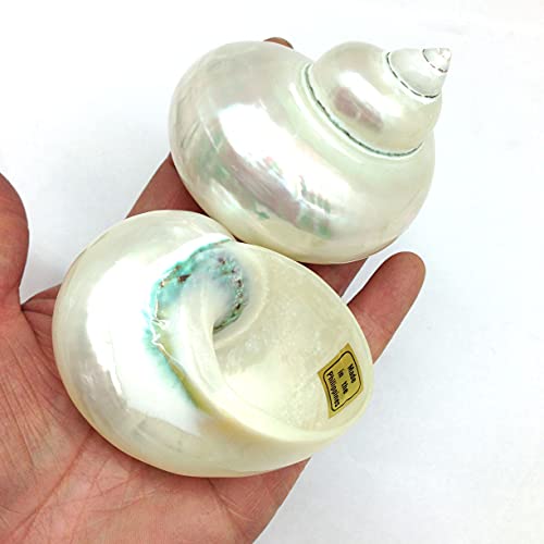 Image of PEPPERLONELY 2 PC White Large Pearlized Silver Mouth Turbo, Hermit Crab Shells, 3 Inch ~ 3-1 /2 Inch