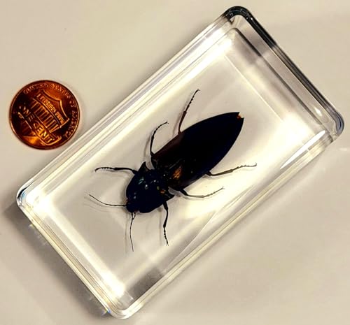 Image of 2.9 inch Real Snapping Jewel Beetle in Crystal Clear Lucite Resin Specimen Preserved Insect Taxidermy Collection for Biology Science Education & Desk Ornament Display Supplies Decor Paperweight