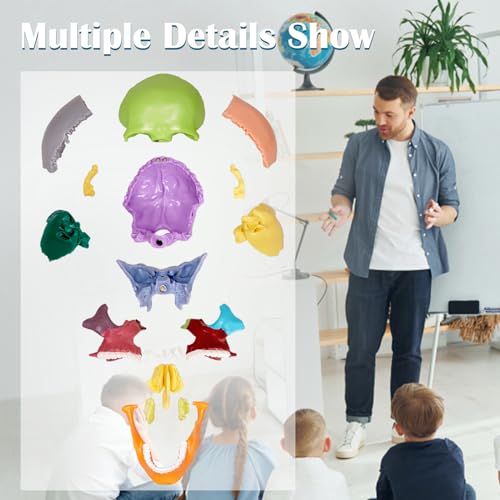 Image of breesky Human Skull Model for Anatomy, 15 Parts Human Anatomy Exploded Skull, Detachable Palm-Sized Mini Human Color Medical Skull Model, Learning with Color Study Manual