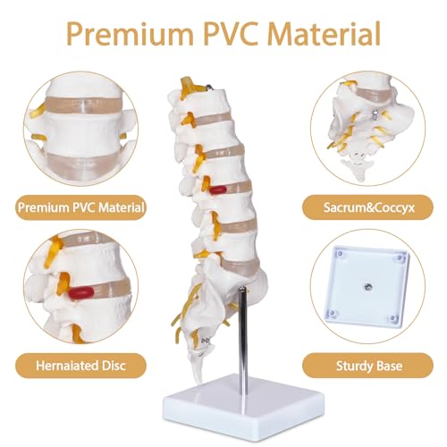 NLShan Scientific Lumbar Spine Model with 5 Vertebrae, Life Size Human Lumbar Vertebrae Anatomy Model with Sacrum, Spinal Disc, and Sturdy Base, Perfect Tool for Classrooms, Offices, Medical Teaching.
