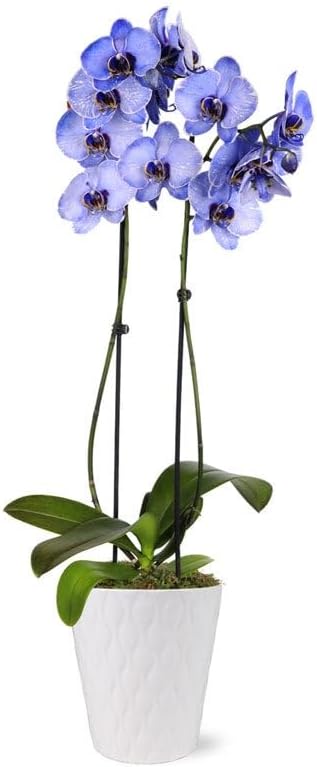 From You Flowers - Purple Mystique Orchid for Birthday, Anniversary, Get Well or Celebration