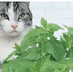 5000 Sementes Catnips Ervas Gatos Grama Gatos 4 pcts de Cada