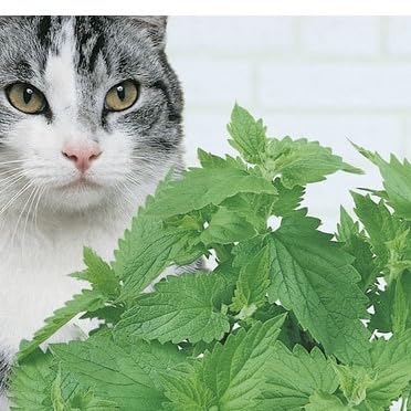 4000 Sementes de Catnips Ervas dos Gatos e Grama dos Gatos 3 envelopes de cada