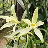 semi di orchidea vaniglia - Vanilla planifolia - giardino, perenni resistenti interno 120pcs