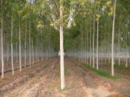 Creative Farmer Tree Seeds : Brown Salwood -Mangium Seeds - 50 Seeds For Growing