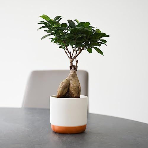 Exquisite Ficus microcarpa Ginseng in a 1x 9cm Pot: A Beautiful Bonsai-Like Houseplant by Thompson and Morgan
