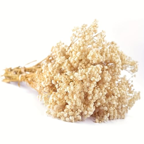 Flores Secas Baby Breath Beige 70g Decoración y Manualidades